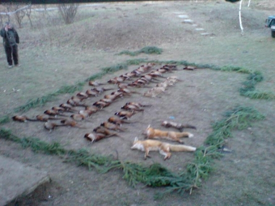 polovka na bazantov
