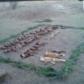 polovka na bazantov