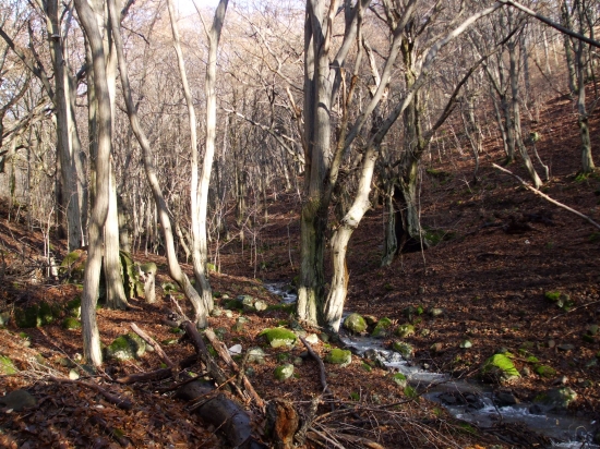 Potôčik v Neslanom