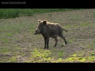 diviačica