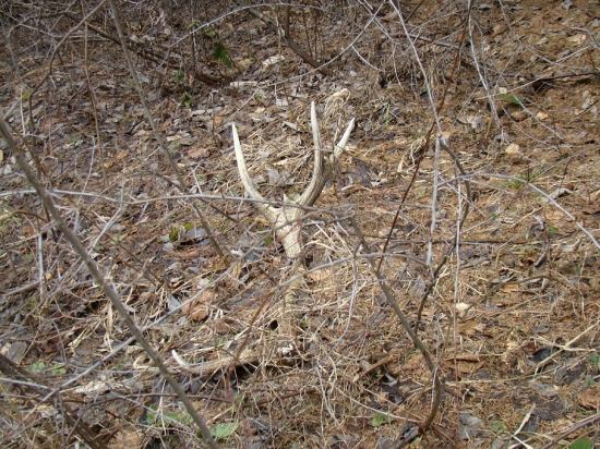 Starší ale potešil