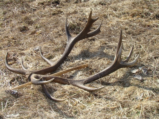 Dnes našiel mendo33