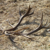 Dnes našiel mendo33