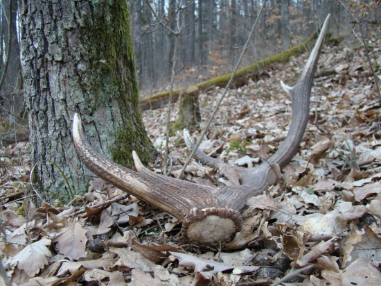 Nedˇaleko môjho krmelca