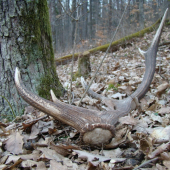 Nedˇaleko môjho krmelca