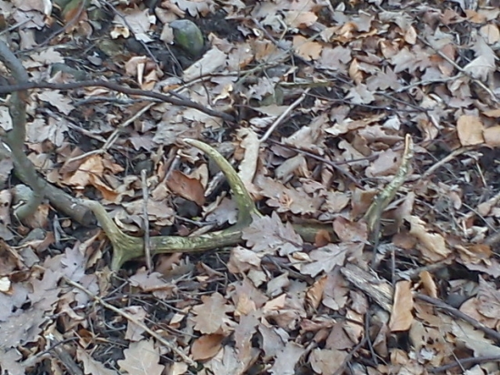 Už si svoje odležal