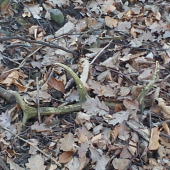 Už si svoje odležal