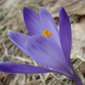 šafrán
