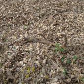 Dnes nájdený pár k ID-112323-z blízka