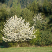 Čerešnička v plnom kvete