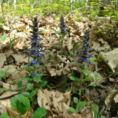 Zbehovec plazivý - Ajuga reptans