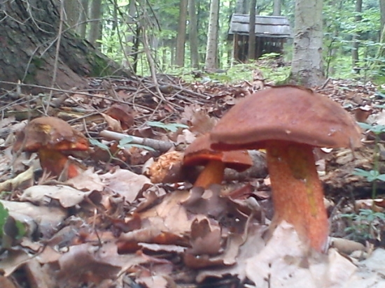 Modráky pod krmelcom polovníka40