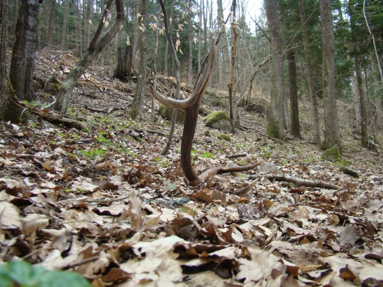 Osemtorák,čerstvý..