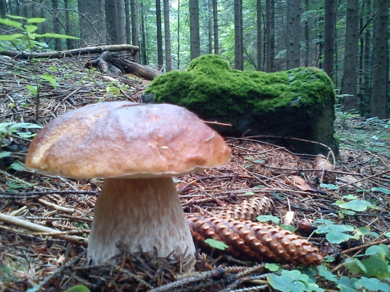 V nedeľu na hubách