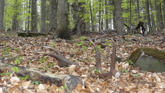 Chlapcov prvý v tomto roku