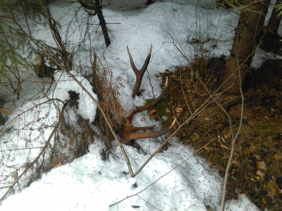 Pár k ID-259596 mendo33