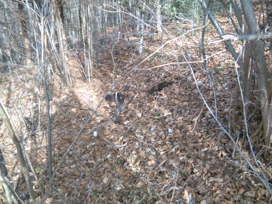 Dnešná vychádzka s mendo33