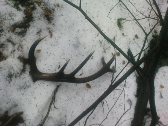 2. dnes najdeny vlanajsi