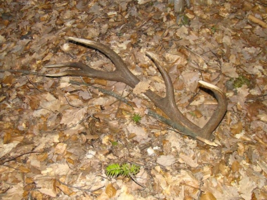 ranna vychadzka s mendo33