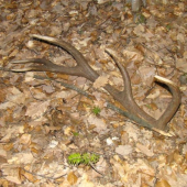 ranna vychadzka s mendo33