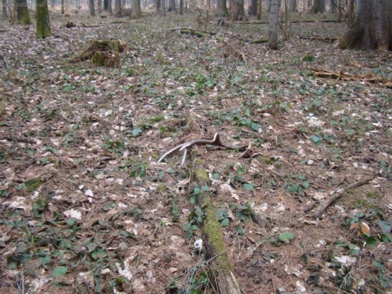 ranna vychadzka s mendo33