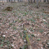 ranna vychadzka s mendo33