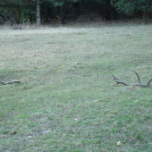 Ráno na pastvinách