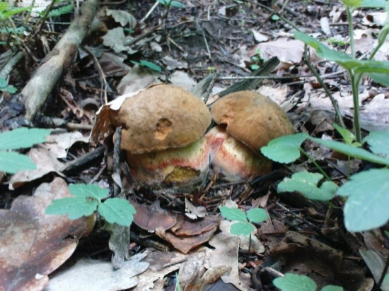 Už idú aj u nás 2