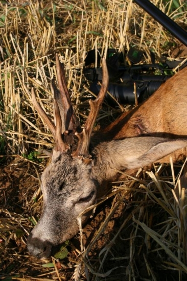 využité pozvání od strýce na lov srnce