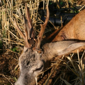 využité pozvání od strýce na lov srnce
