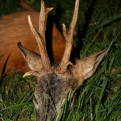 úspěšný doprovod kamaráda na srnce OSMERÁKA