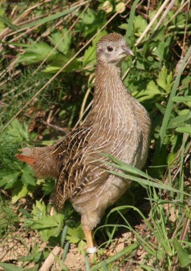 koroptev