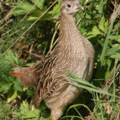 koroptev