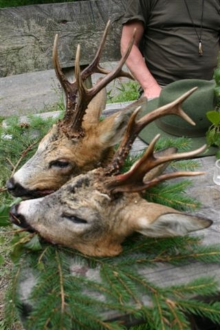 dva dobří srnci....