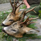 dva dobří srnci....