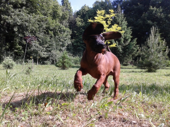 Prečo s tými ušami nedokážem vzlietnuť ?