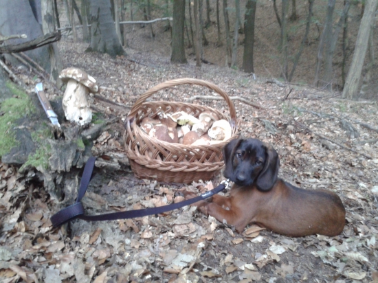 Bola som pohladat zopar dubacikov