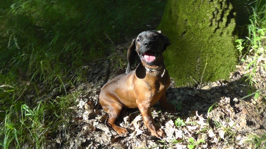 Ej, ale sa mi páči v tom lese