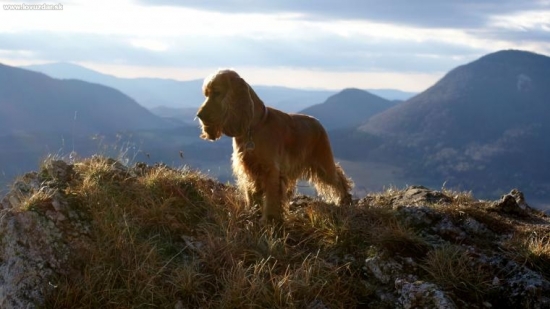 Anglický kokeršpaniel - Chelsea z Čertorájů