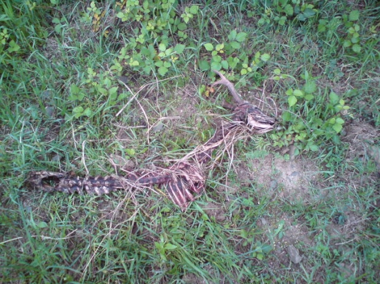 škoda ho bol nadejný