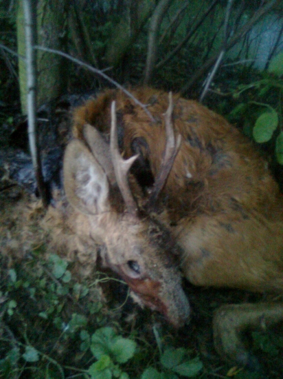 škoda ho bol nadejný