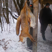 Liščičky