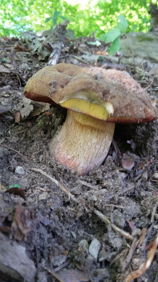 Prvý toho ročný :)