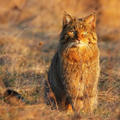 Mačka divá (Felis silvestris)