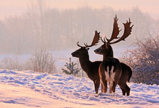 Jedno januárové ráno