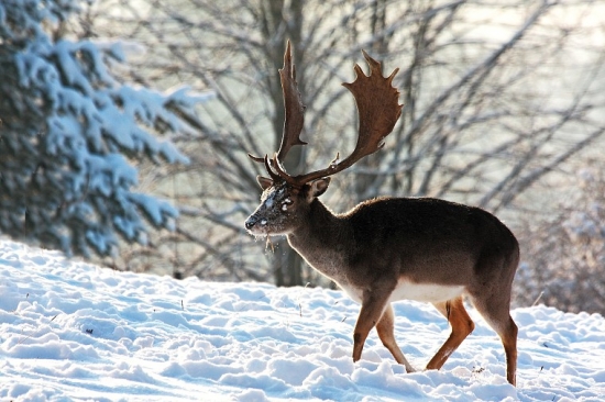 Daniel škvrnitý (Dama dama)