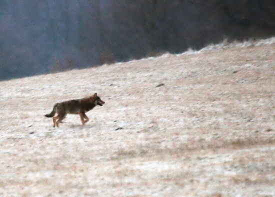 Vlčko na svitaní-spomienková
