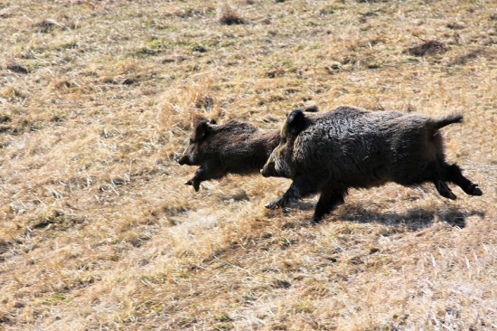 Mama pridaj mieri na nás