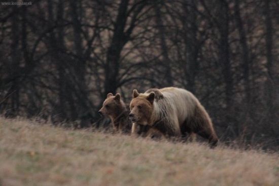 Ešte jedna medvedia