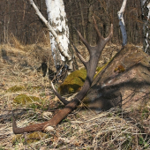 Brezák